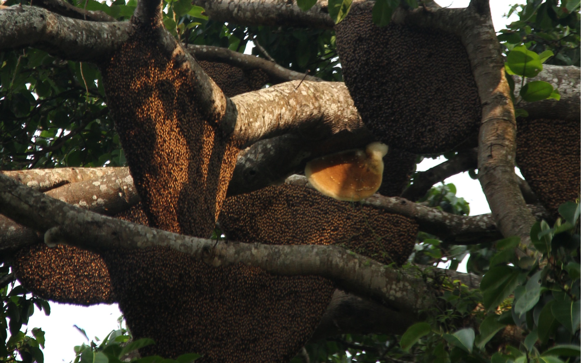 亲身经历:在树上遇到几十万只蜜蜂是什么体验?