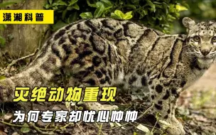 Download Video: 灭绝动物重现喜马拉雅山，比大熊猫还珍贵！为何专家却忧心忡忡？