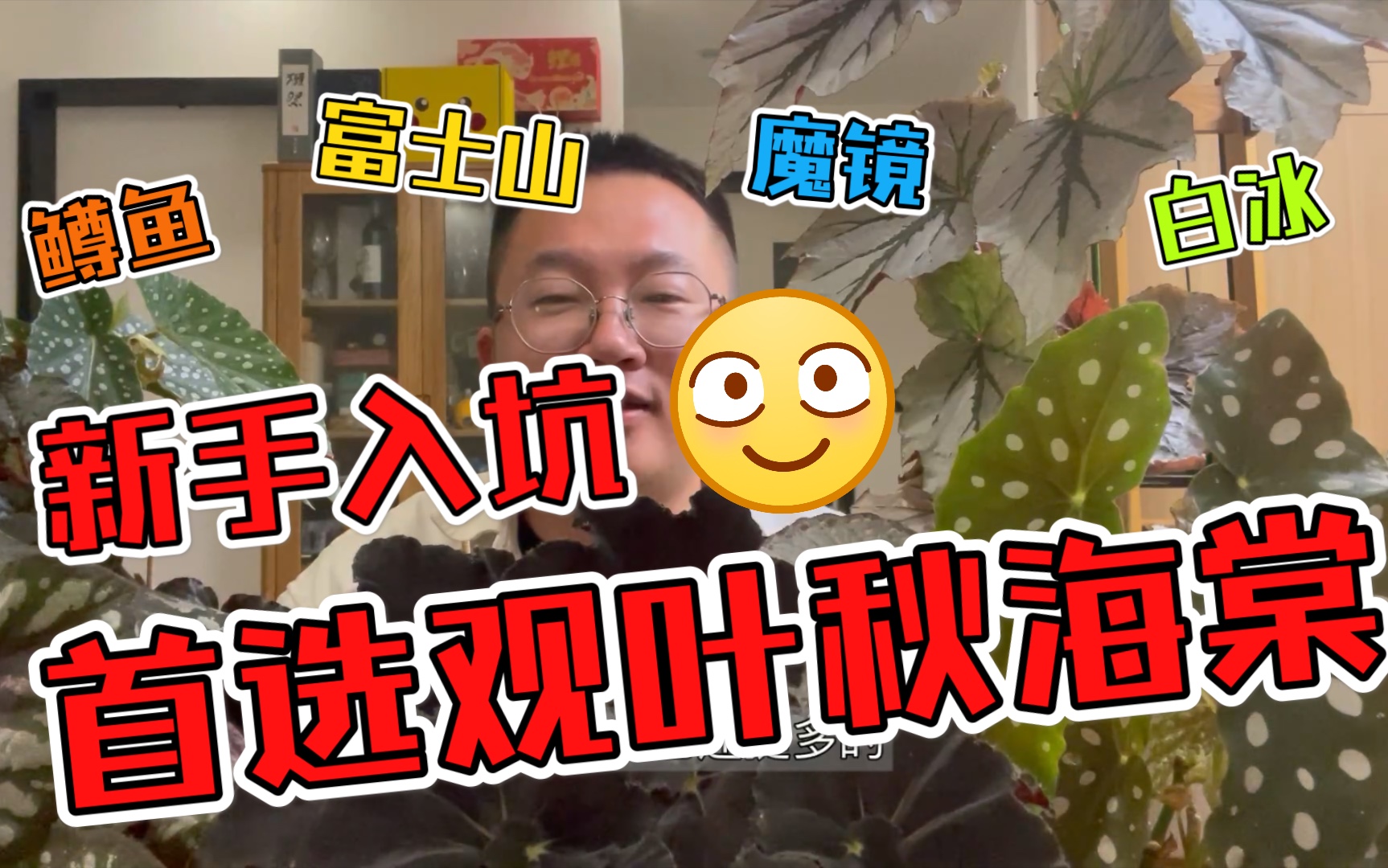 [图]新手入坑观叶植物的首选-秋海棠