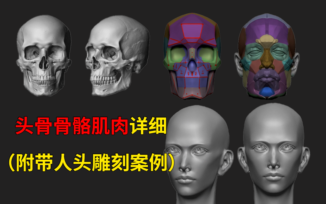 最基础的头骨骨骼肌肉讲解,从结构分析到实战,zbrush保姆级头部雕刻入门哔哩哔哩bilibili