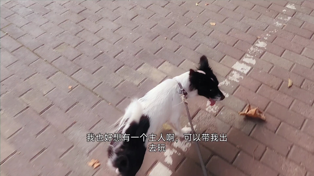 小狗日记:单身狗的一天