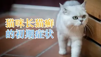 猫咪长猫癣的初期症状