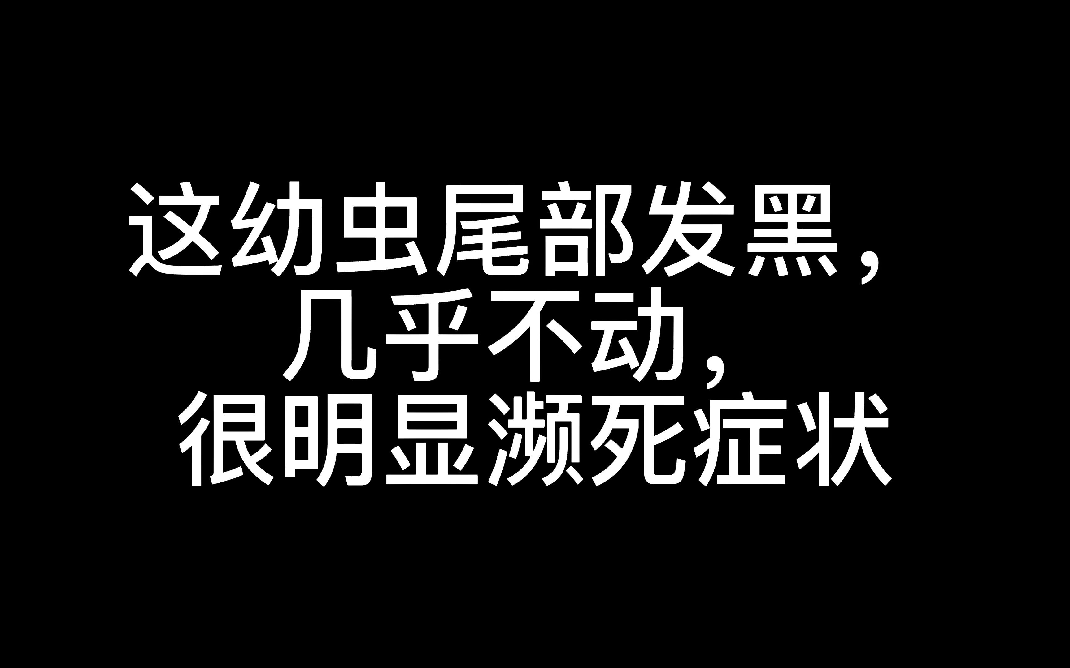 [图]专家放生蛰伏虫，饲养濒死幼虫，再这样，我真的会谢