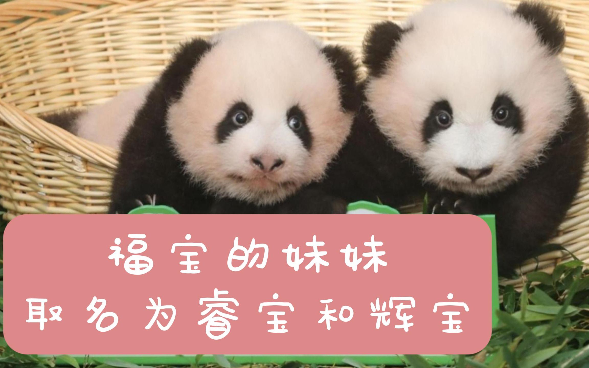 大熊猫福宝的双胞胎妹妹取名为睿宝和辉宝