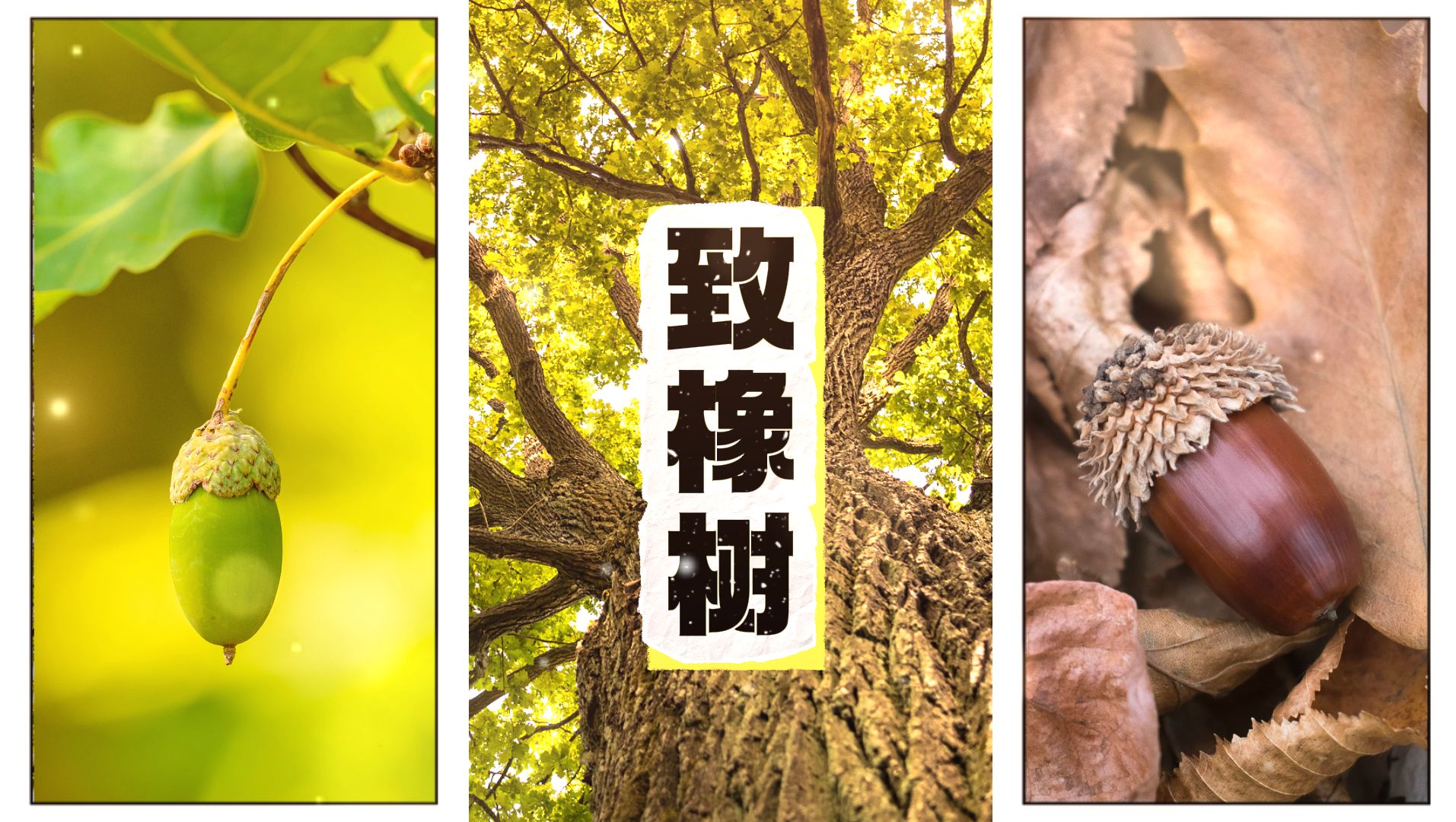 《致橡树》朗诵led背景视频可定制修改