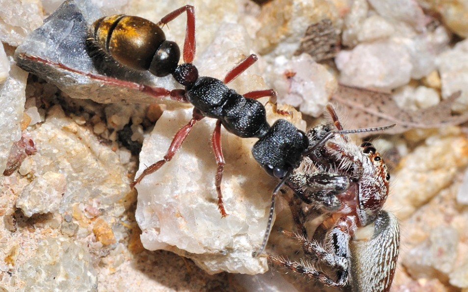 金腹牛蚁·myrmecia chrysogaster