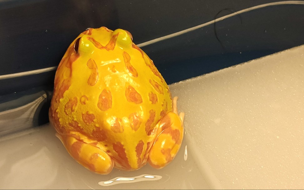 角蛙jio蛙28拿下的黄金jio蛙喂食视频基本养定