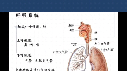 人体呼吸系统的原理哔哩哔哩bilibili