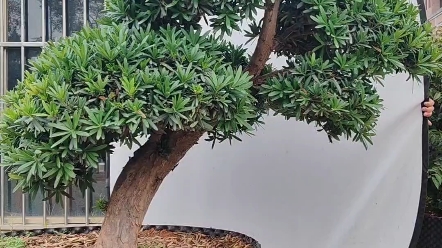 孤品自然曲线海岛真趣红芽罗汉松大盆景/地景