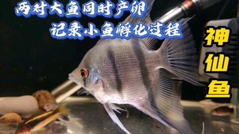 燕鱼苗孵化全过程 记录7天小鱼的孵化过程 一窝生了这么多 哔哩哔哩 Bilibili 燕鱼苗孵化全过程 记录7天小鱼的孵化过程 一窝生了这么多 哔哩哔哩 Bilibili