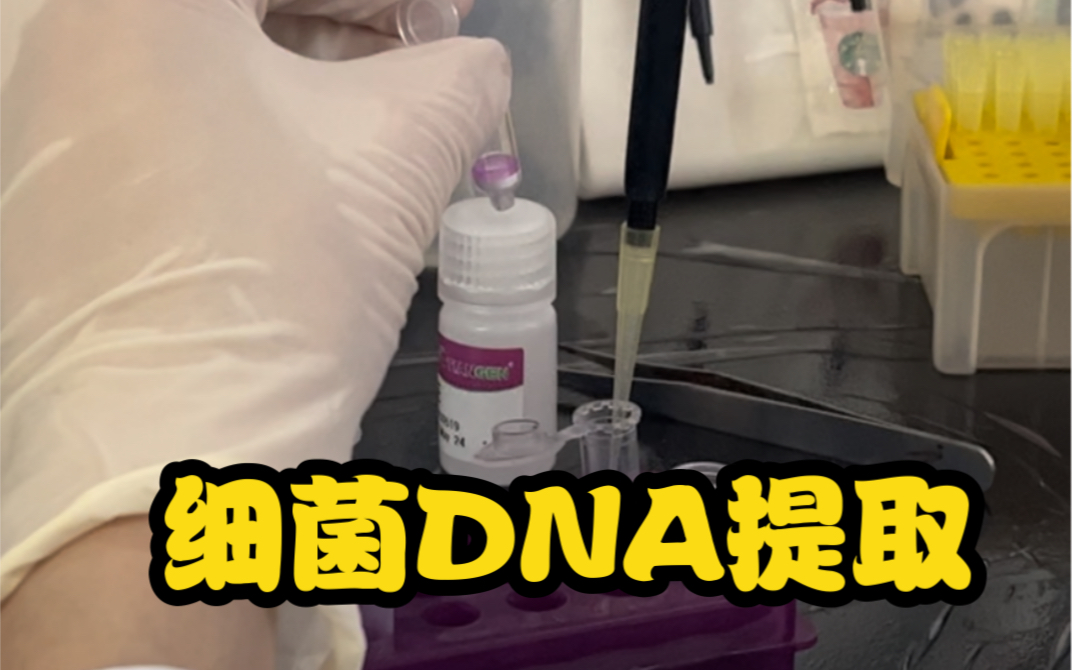 细菌DNA提取,入门级别哔哩哔哩bilibili