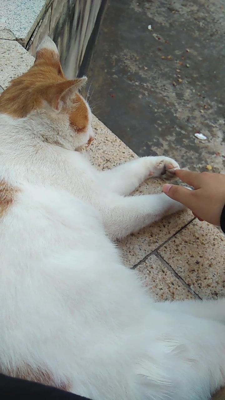 悄咪咪的与橘猫握爪,好像失败了