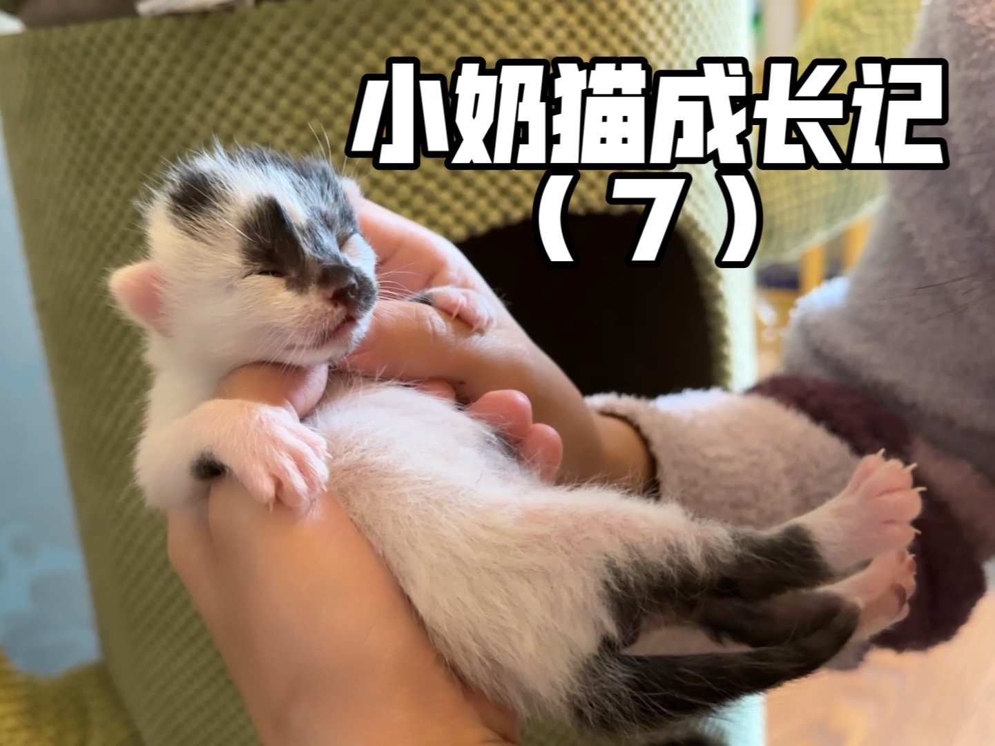 小奶猫成长记(7)小奶猫睁眼啦