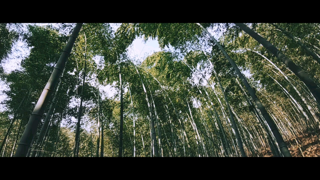 大风吹起竹林的声音你听过吗?