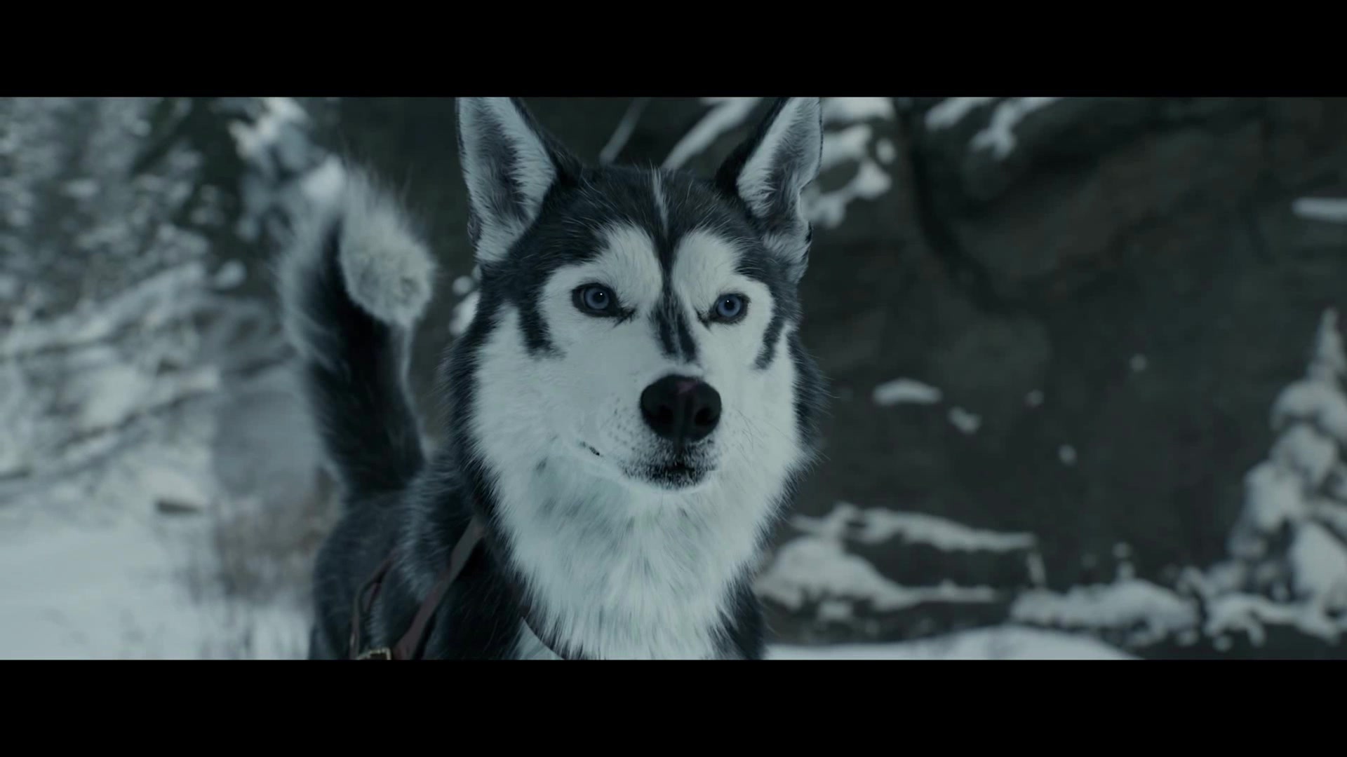 野性的呼唤:牧羊犬巴克野性觉醒~片段混剪