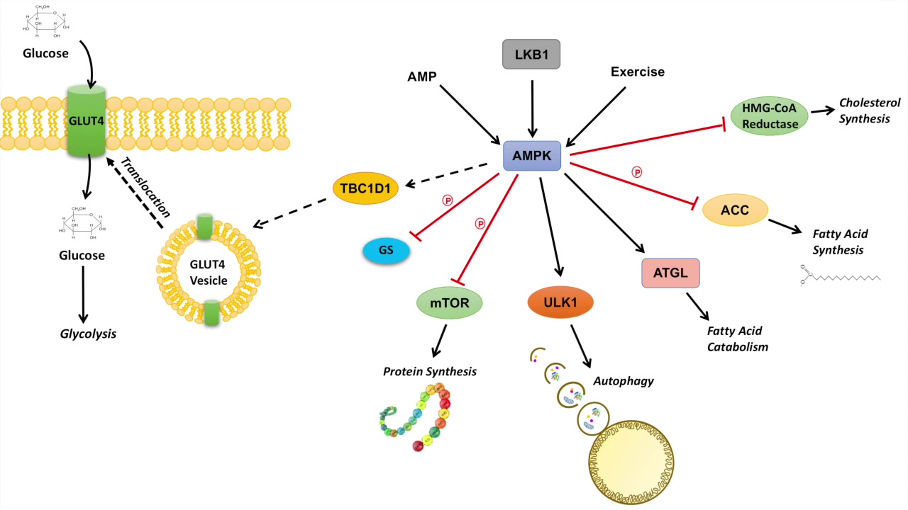 AMPK通路图片