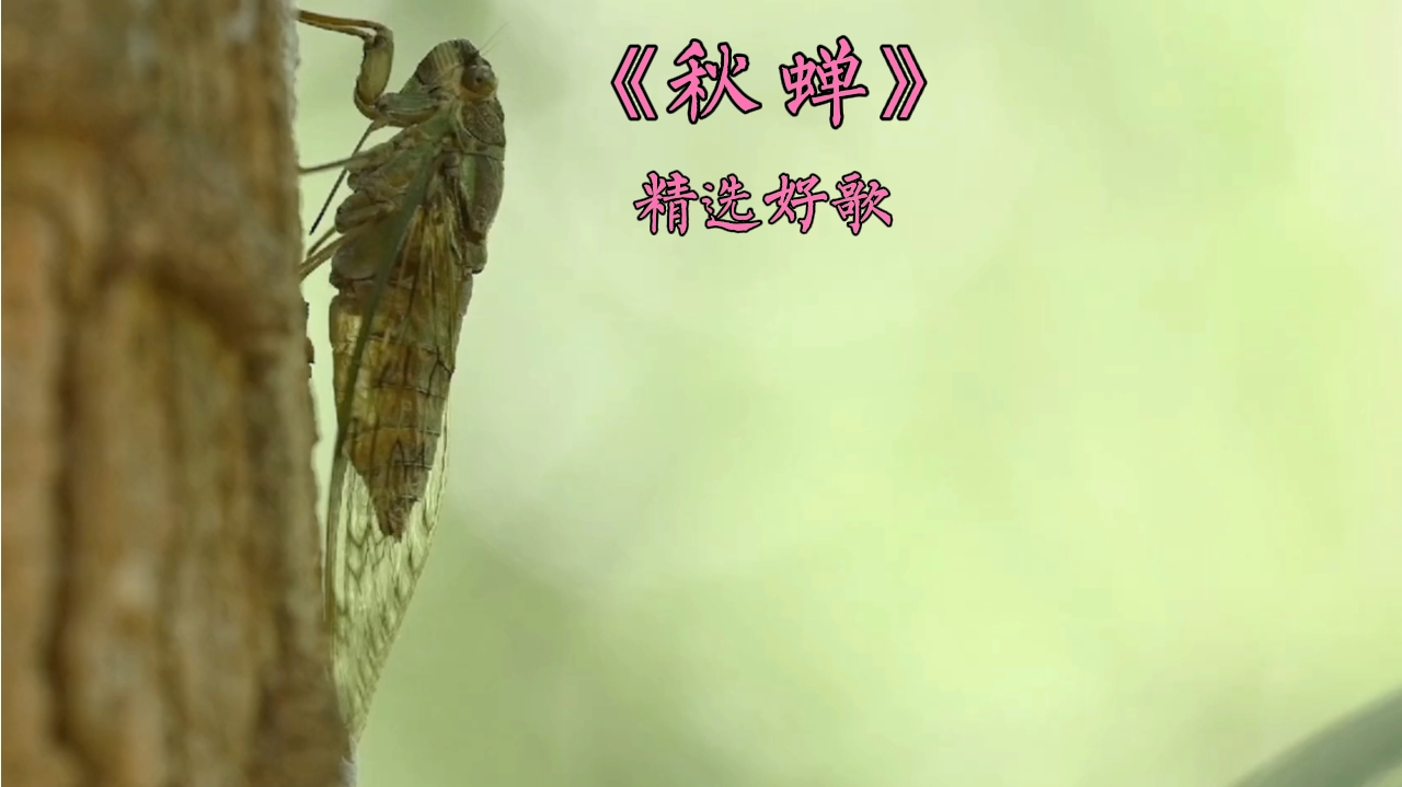 《秋蝉》巨星刘文正最有代表性的作品之一!前奏和间奏太给力了