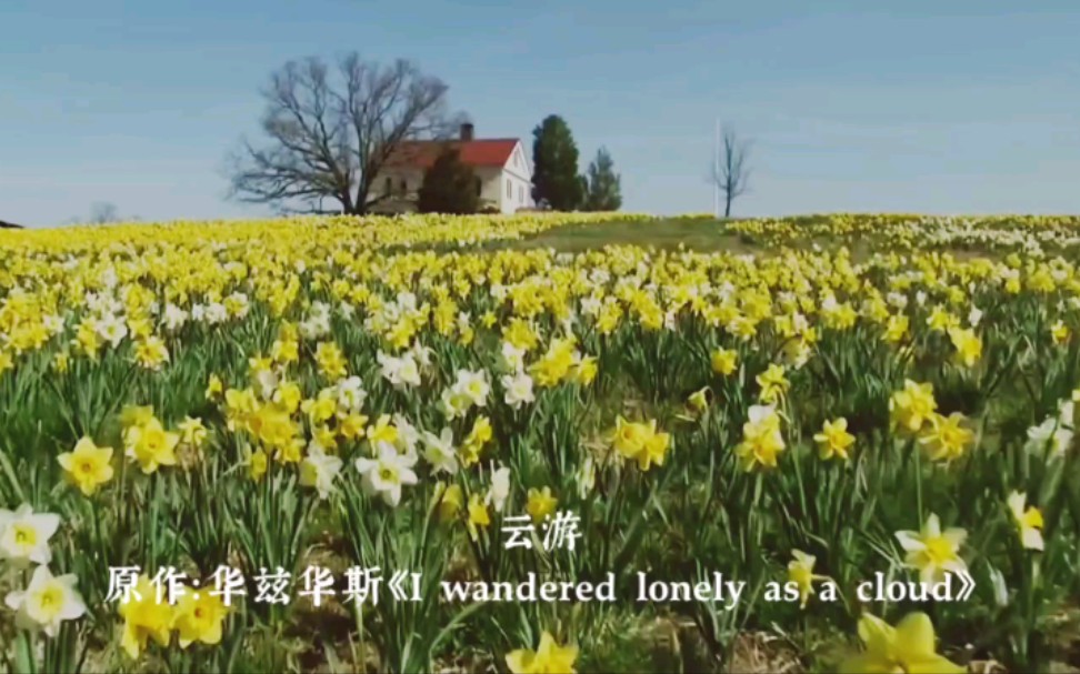 《云游》 翻译自华兹华斯《I Wandered Lonely As A Cloud》哔哩哔哩bilibili