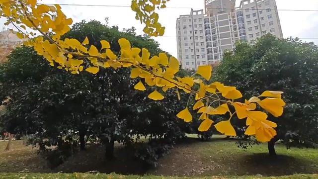 [图]《真的爱着你》粤语完整版 郑欣宜演唱 就在雨夜你悄悄的走过 已占据初恋里我的心