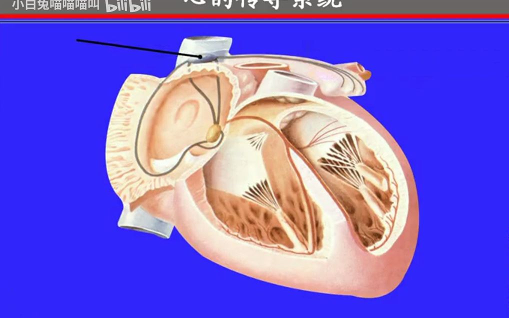 92.心的传导系统——系统解剖学、局部解剖学——这一套就够了哔哩哔哩bilibili
