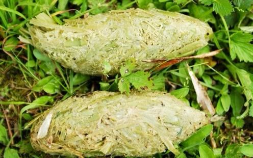 比猫屎咖啡更奇葩的,居然有熊猫粪便绿茶,1300元一杯!