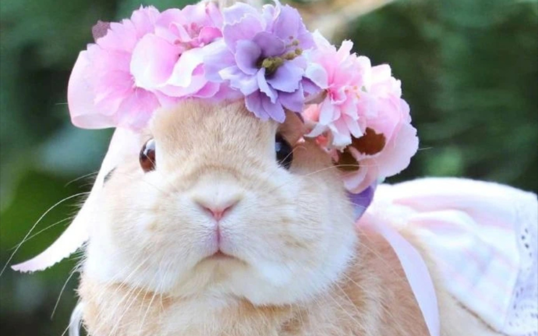 活动作品猛男必看系列仙女兔兔戴花环好可爱呀