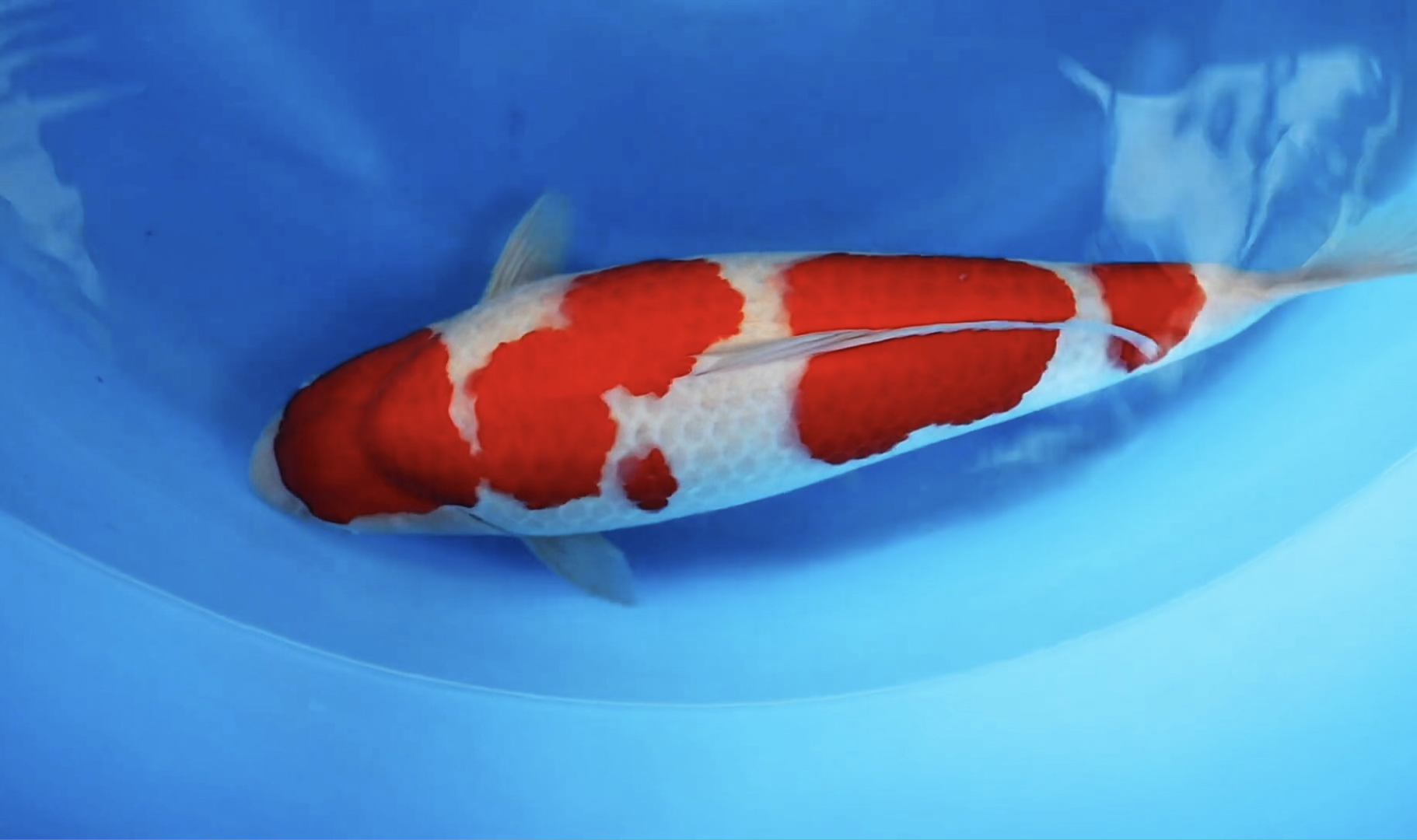 三段红白锦鲤,桃太郞大模样滴極上观赏鱼.