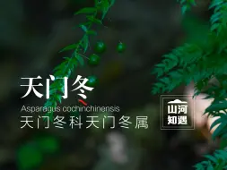 天门冬不仅秀丽婉约，而且功效非凡。