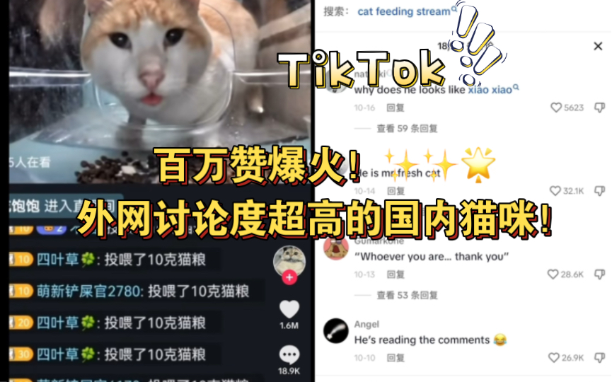 【TikTok】百万赞爆火!外网讨论度超高的国内猫咪!超萌小猫直播投喂猫粮|海外国际版抖音外国评论热议哔哩哔哩bilibili