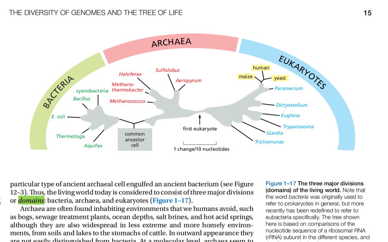 生物原版教科书《细胞的分子生物学》带读1.16物种三域学说哔哩哔哩bilibili