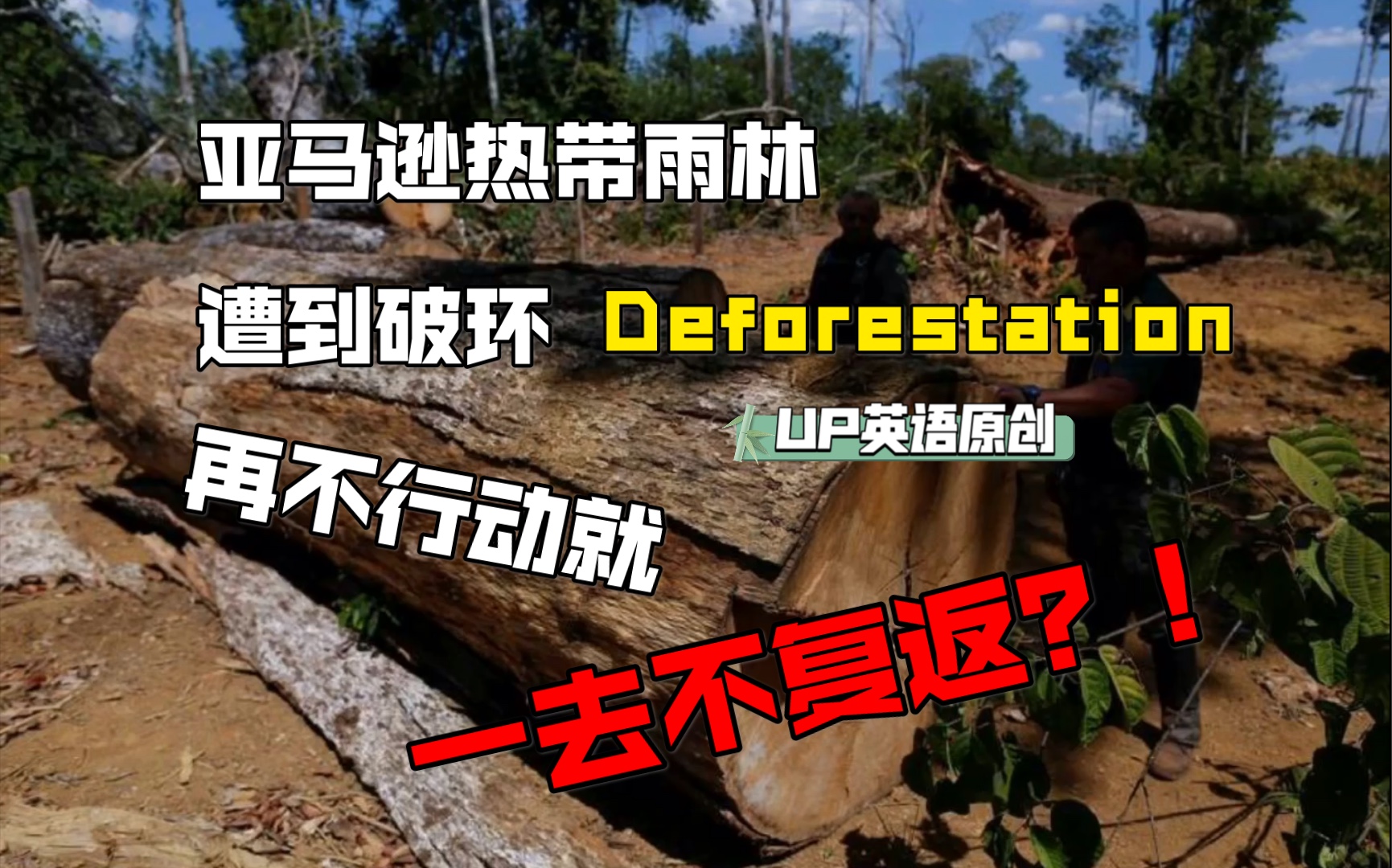 [图]【喵喵要吃小鱼干】Amazon Rainforest Deforestation 英语原创Writing&Speaking！