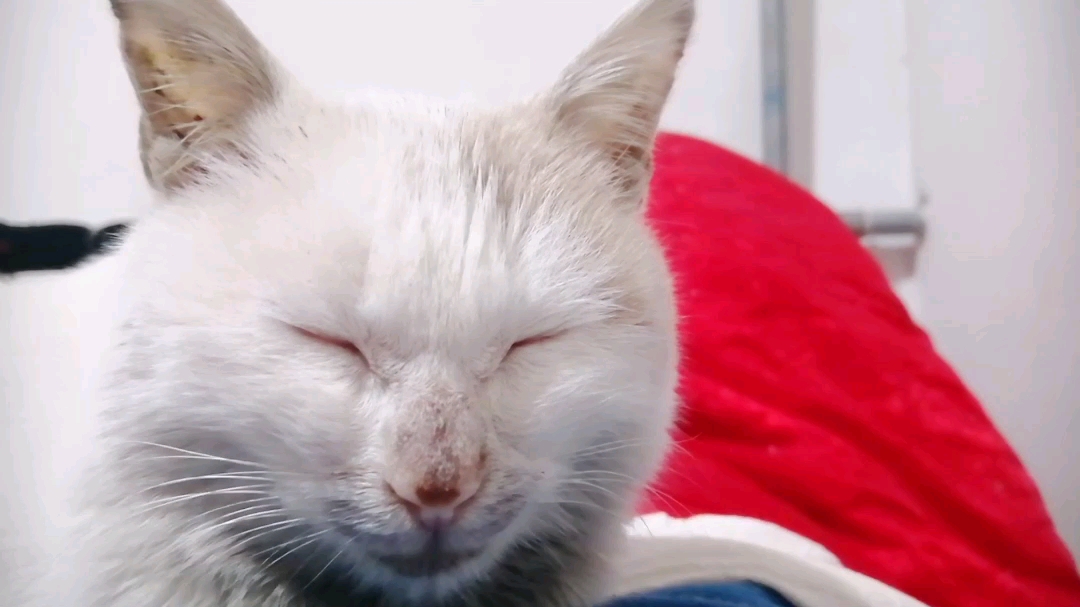 你家猫打瞌睡点头吗@所有人