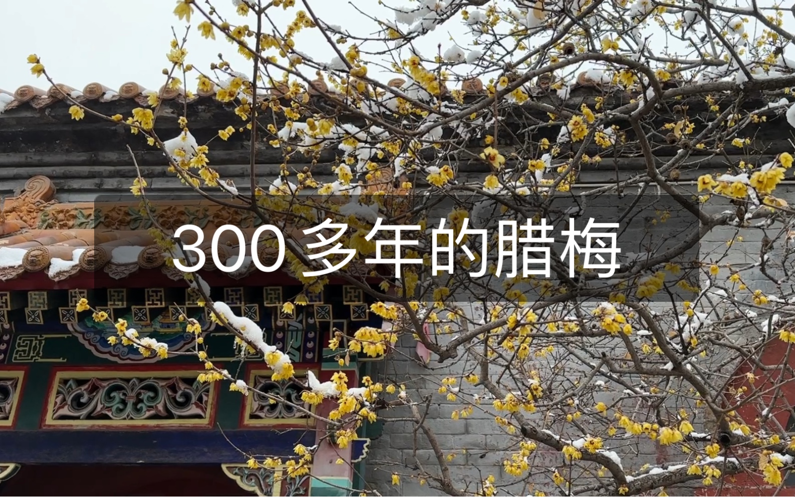 石家庄300多年的腊梅,正是开的最好的时候哔哩哔哩bilibili