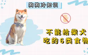 Download Video: 柴犬不能吃的6类食物