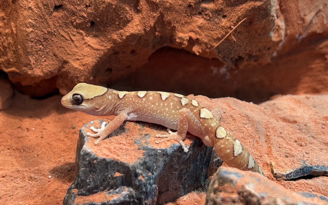 头盔珠宝守宫 超可爱的沙漠守宫