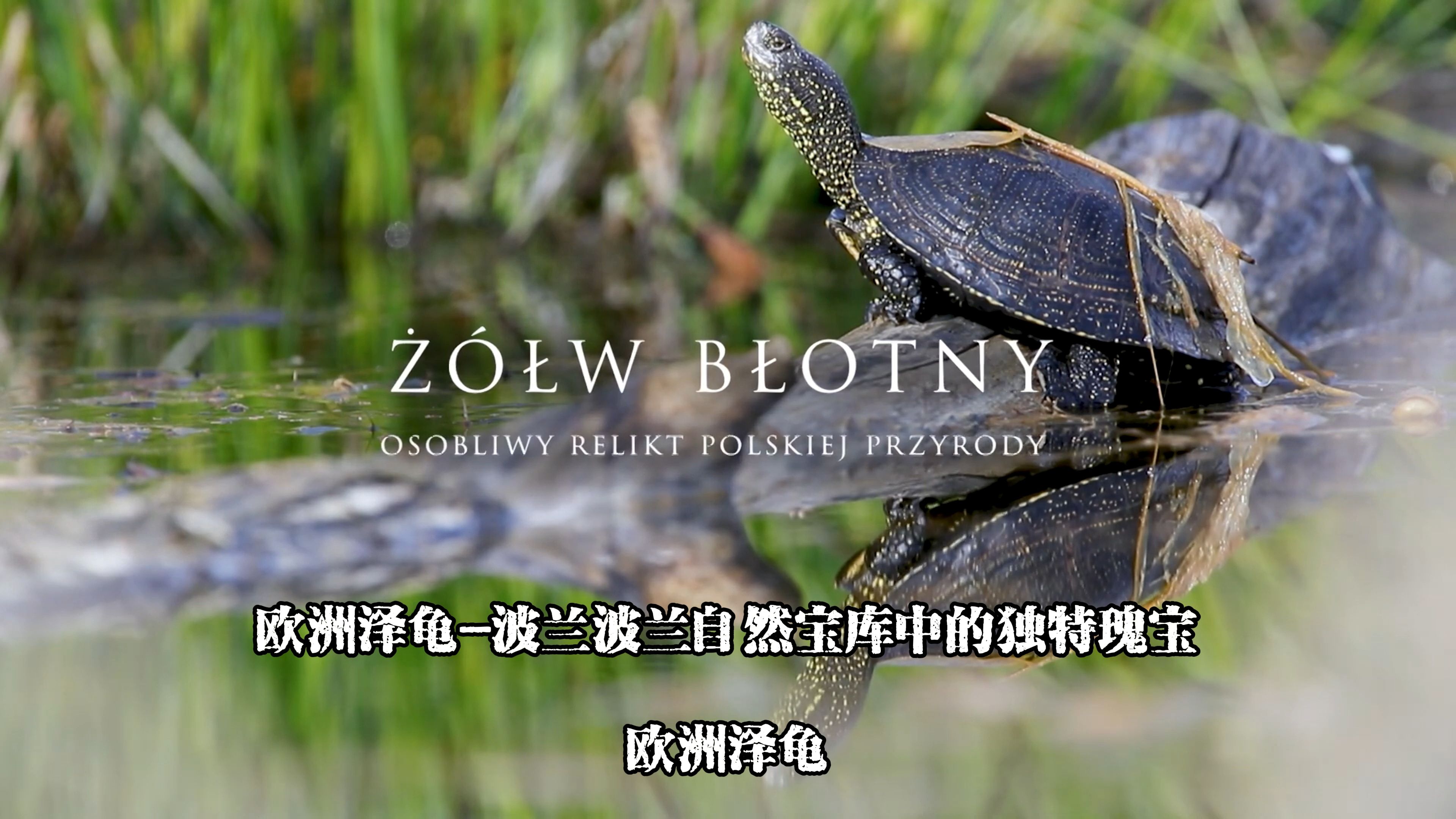 [1080p]欧洲泽龟专题纪录片第一部分-波兰自然宝库中的独特瑰宝