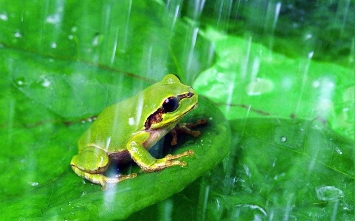 白噪音--雨天蛙鸣_哔哩哔哩_bilibili