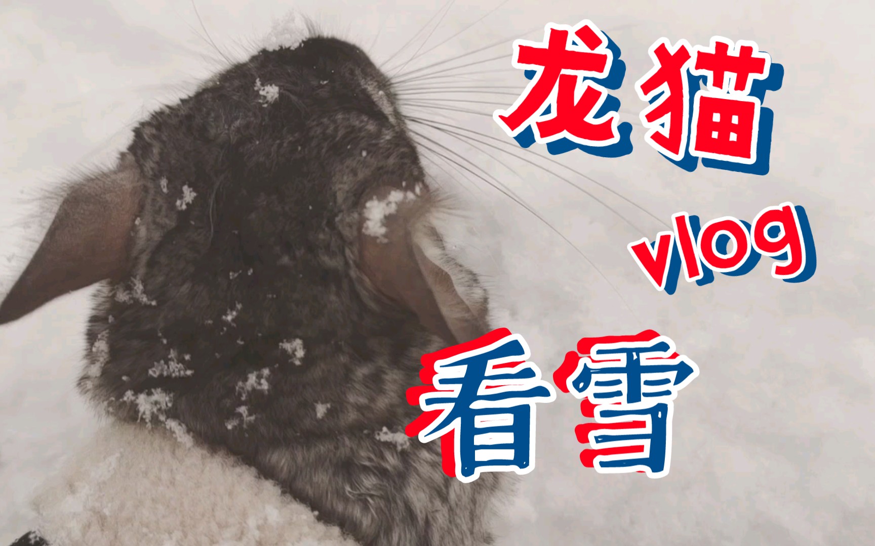 [图]前些日子下雪🌨️带龙猫出来看看雪