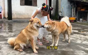 Скачать видео: 每逢假期狗遭殃 13.0