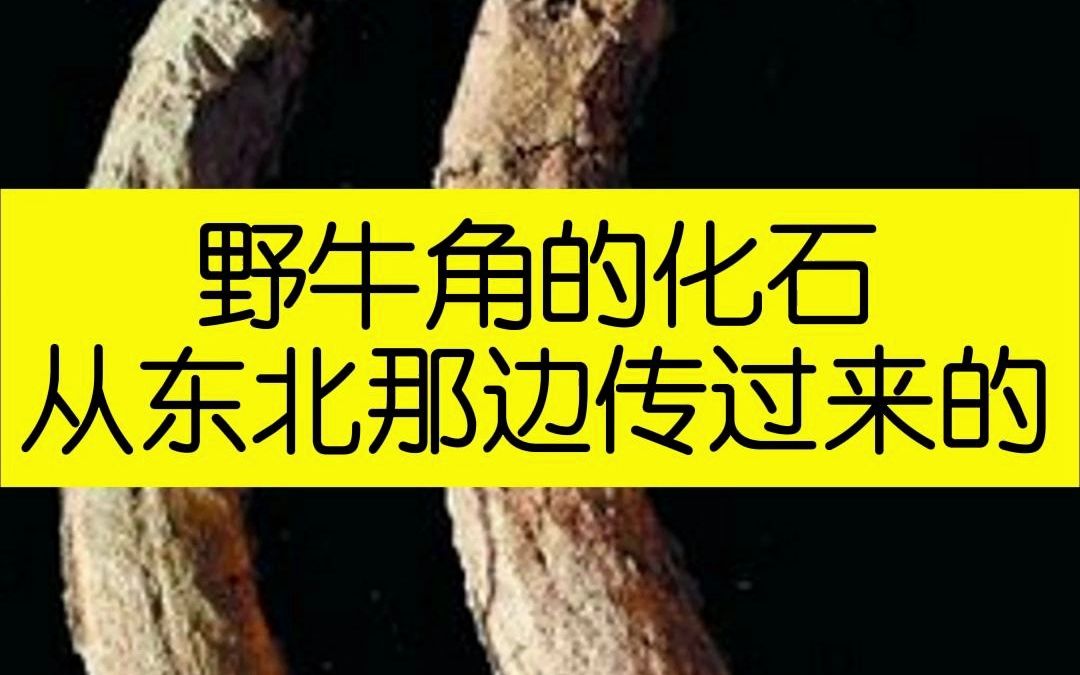 野牛角的化石,从东北那边传过来的哔哩哔哩bilibili