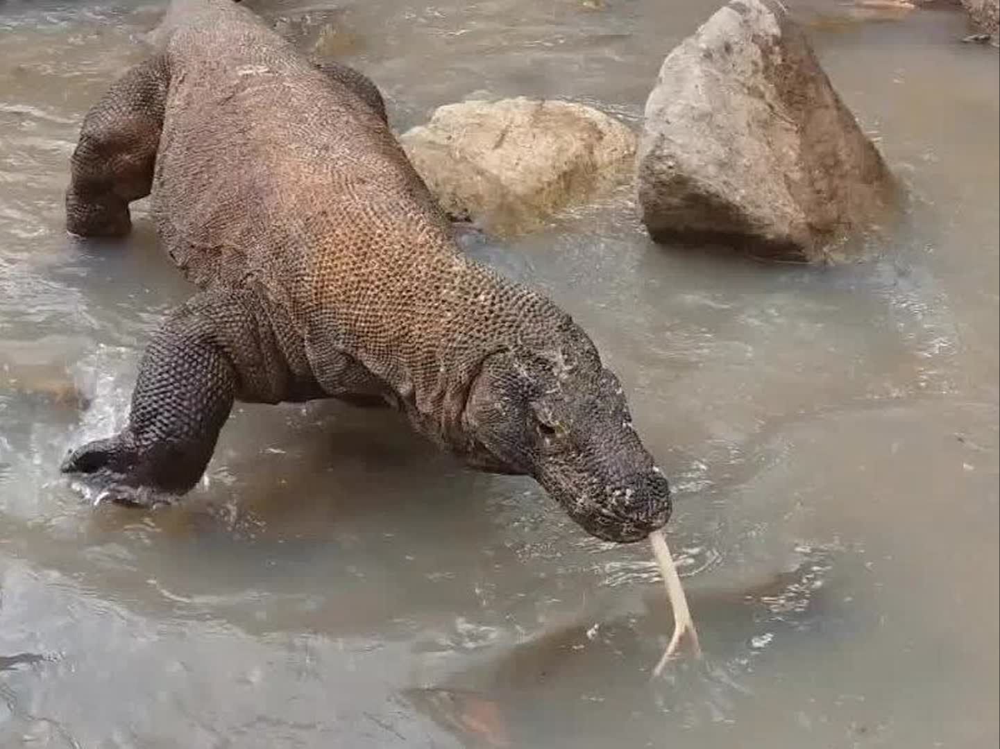 咸水鳄大战科莫多巨蜥图片