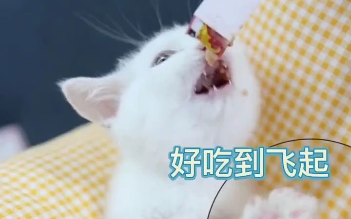 我要吃,快给我哔哩哔哩bilibili