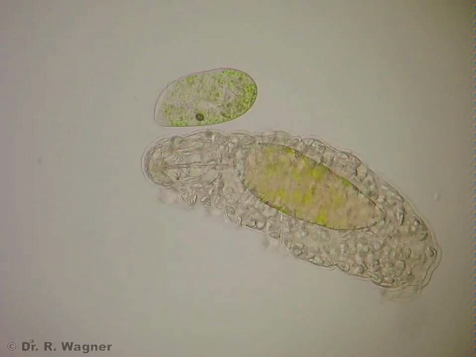 显微镜下的水熊虫 (water bear)_哔哩哔哩_bilibili