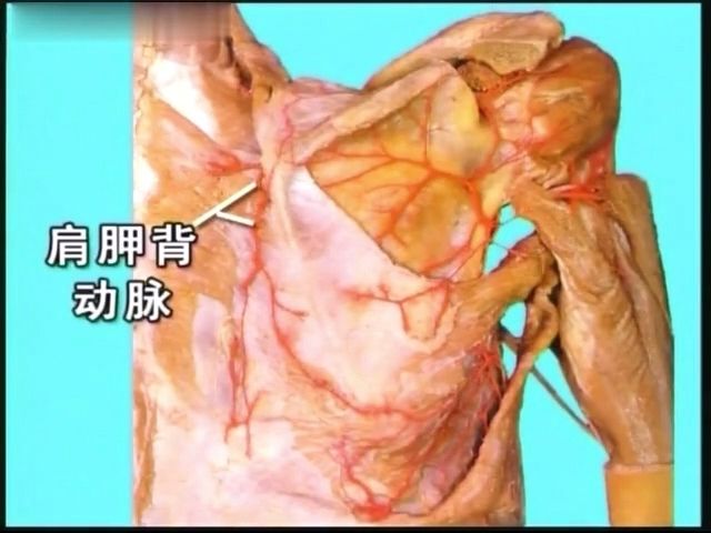 7脊柱区解剖血管解剖哔哩哔哩bilibili