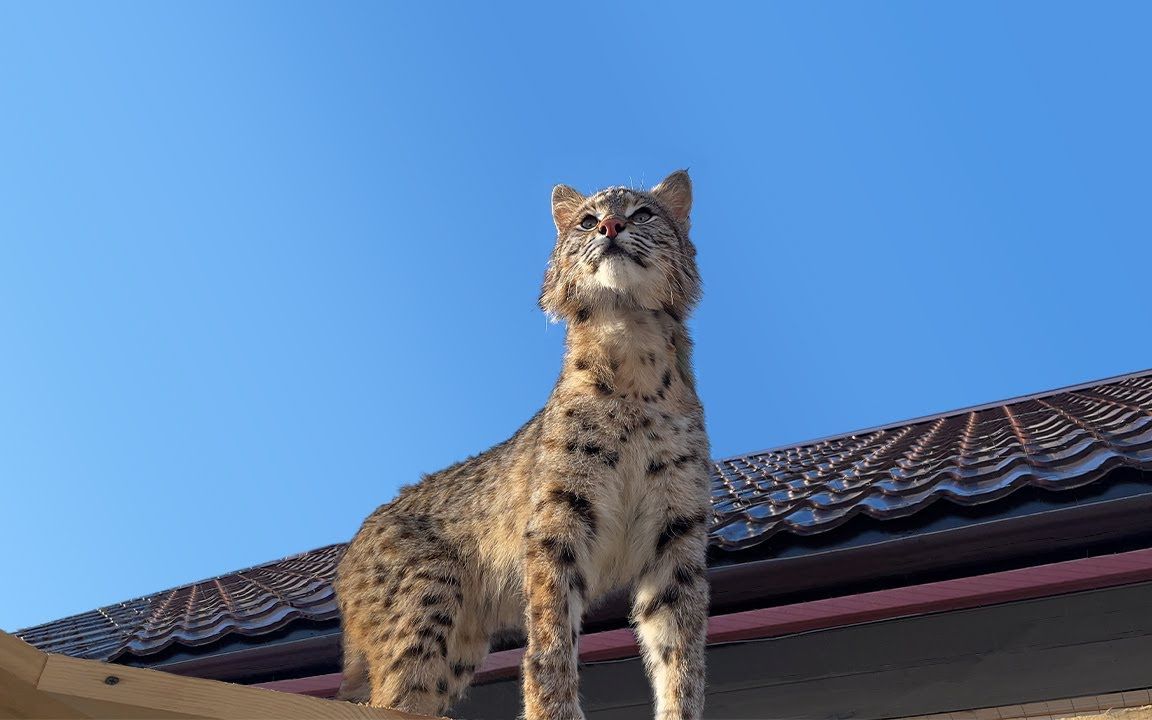 【猞猁姐姐补档】短尾猫鲁弗斯在院里活动 / 猞猁辛巴发怒了