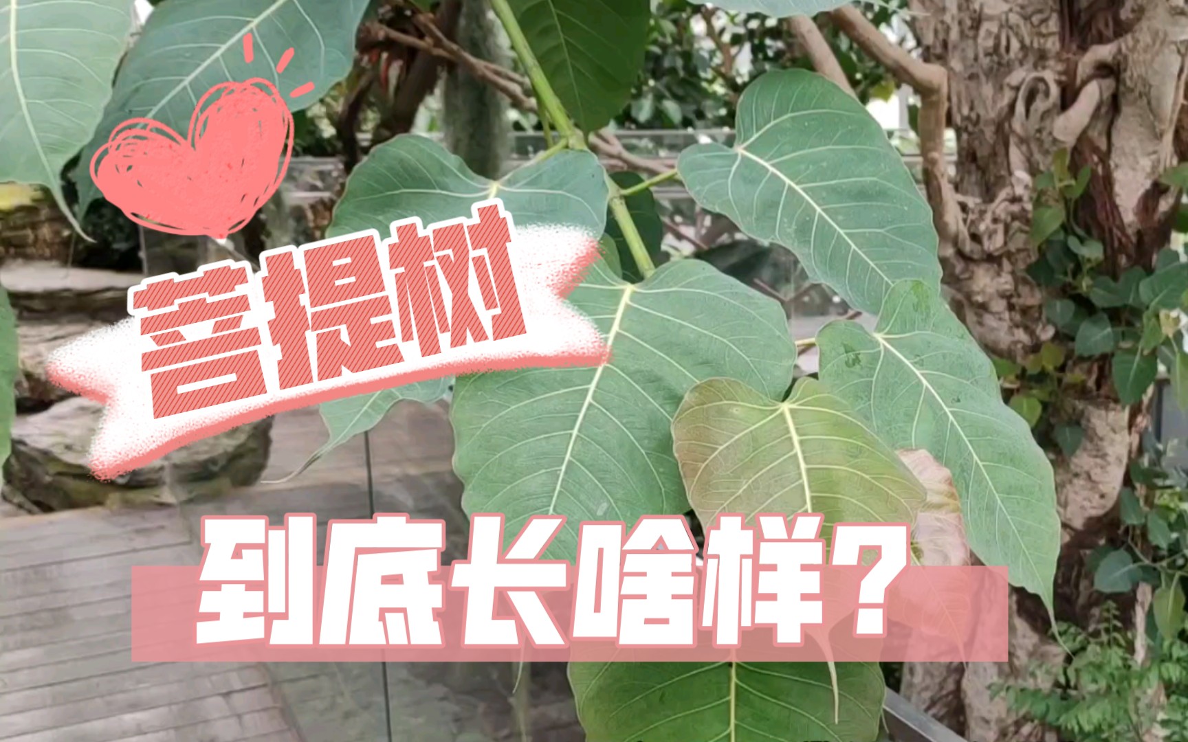 菩提本无树!菩提树到底长啥样呢?哔哩哔哩bilibili