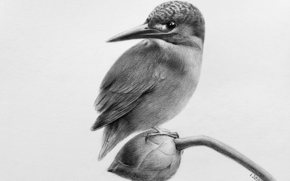 简单素描动物—翠鸟