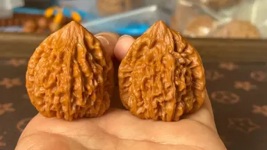 龙门涧核桃-哔哩哔哩_Bilibili