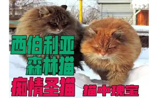 猫圣_ 搜索结果_哔哩哔哩_Bilibili