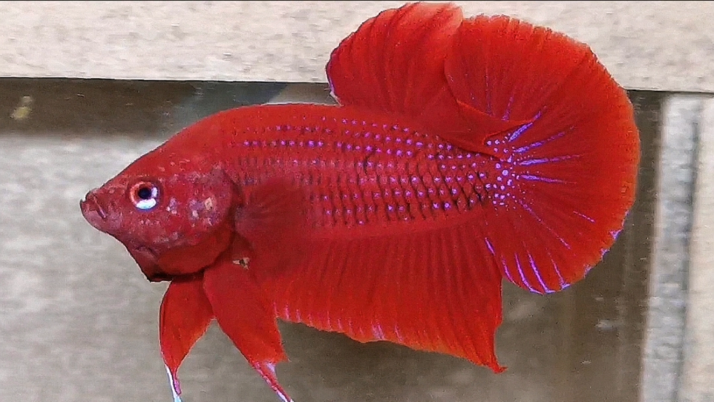 活动作品精品印尼纯红将军今天拍品